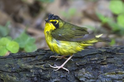 Kentucky warbler.jpg