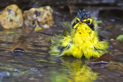 Kentucky warbler bathing 2.jpg