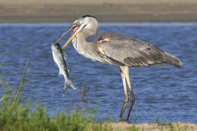 Great Blue Heron with fish.jpg