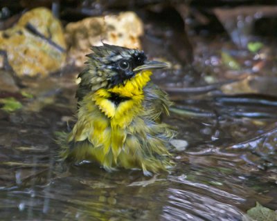 CommonYellowthroat bathing.jpg