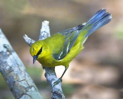 Blue-winged warbler.jpg