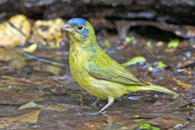 Female Painted Bunting.jpg