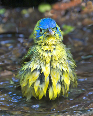 Female Painted Bunting bathing.jpg