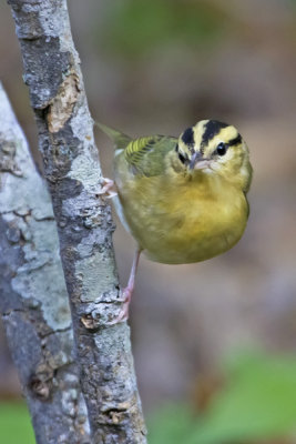 Worm-eating warbler.jpg