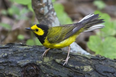 Hooded warbler after bath.jpg