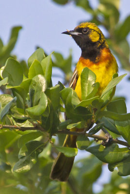 Orchard Oriole first summer male.jpg