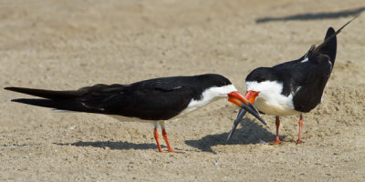 Black Skimmers displaying.jpg