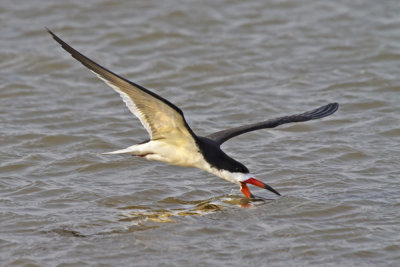 Black Skimmer skimming 2.jpg