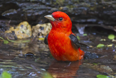 Scarlet Tanager bathing.jpg