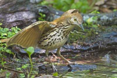 Brown Thrasher displaying.jpg