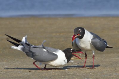 Laughing Gulls eating.jpg