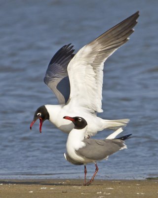Laughing Gulls finish mating.jpg