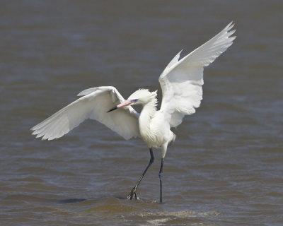 White-morph Reddish Egret dancing.jpg