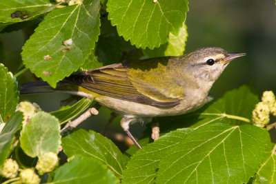 Tennessee warbler.jpg