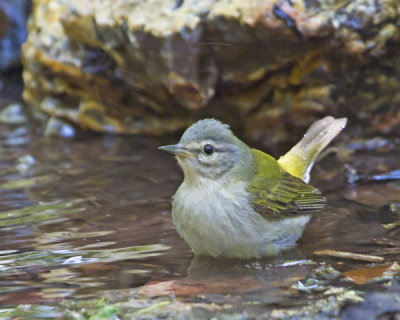 Tennessee warbler bathing.jpg