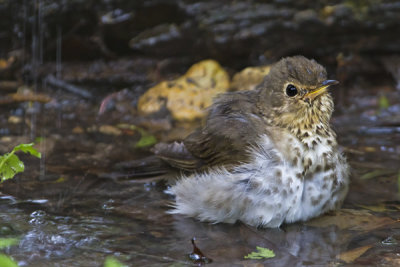 Swainsons Thrush bathing.jpg