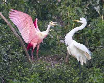 Roseate Spoonbill yelling at Great Egret.jpg