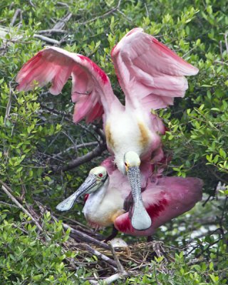 Spoonbills mating.jpg