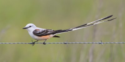 Scissor-tailed Flycatcher on wire.jpg