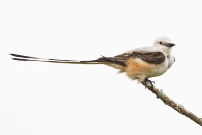 Scissor-tailed Flycatcher 3.jpg