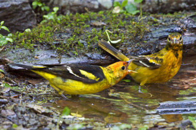 Western Tanager and juvenile Orchard Oriole.jpg