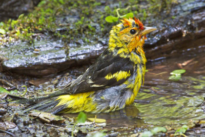 Western Tanager bathing.jpg