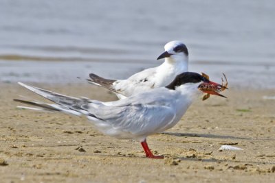 Common Tern and lobster.jpg