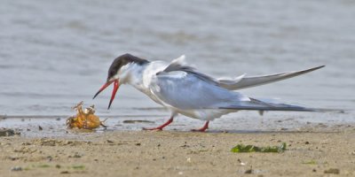 Common Tern and lobster 2.jpg