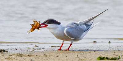 Common Tern and lobster 3.jpg