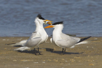 Royal Tern offering fish.jpg