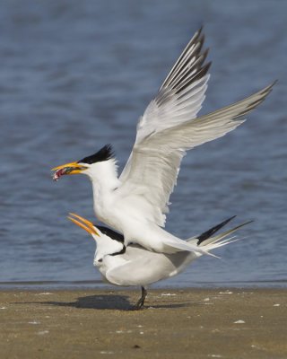 Royal Terns mating with fish.jpg