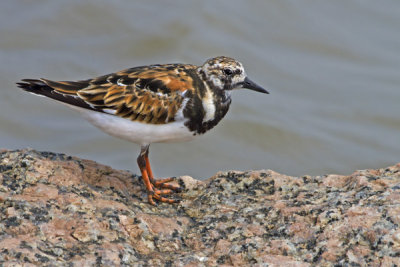 Ruddy Turnstone.jpg