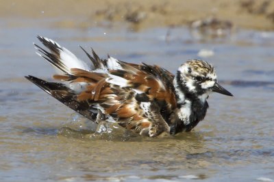 Ruddy Turnstone bathing.jpg