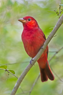 Summer Tanager.jpg