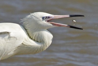 White-morph Reddish Egret close-up.tif