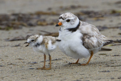 Piping Plover with baby calling.jpg