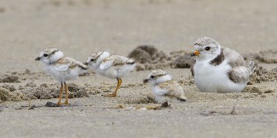 Piping Plover with 3 babies.jpg