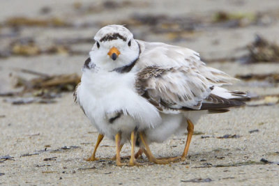 Piping Plover with babies under wing facing.jpg