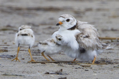 Piping Plover with 2 babies.jpg
