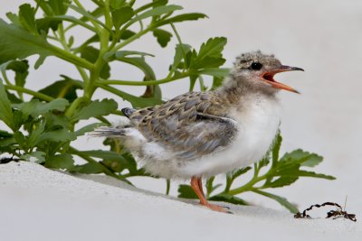 Common Tern baby yelling.jpg