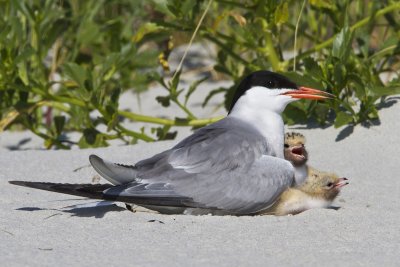 Common Tern with 2 babies.jpg