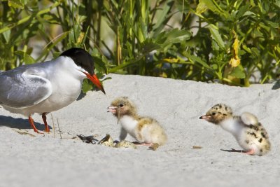 Common Tern and baby with fish.jpg