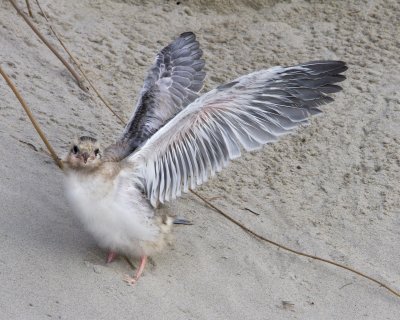 Common Tern baby stretching wings.jpg