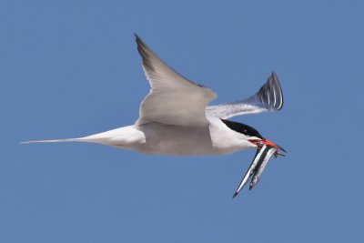 CommonTern withd 2 fish.jpg