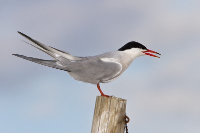 Common Tern on post.jpg