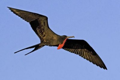 Magnificent Frigatebird in Flight.jpg