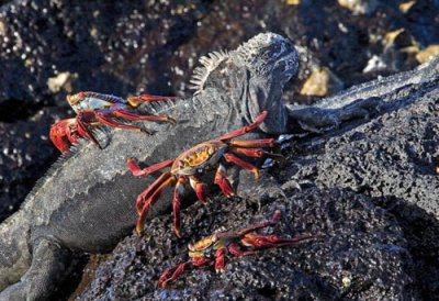 Iguana marine with crabs crawling on it.jpg