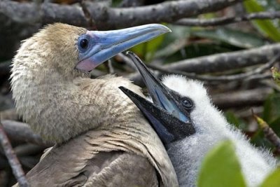 Red-footed Booby with begging chick.jpg