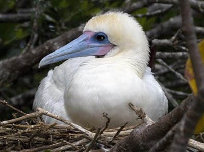 Red-footed Booby white phase sitting on nest.jpg