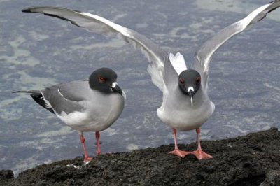 Swallowtail gulls.jpg